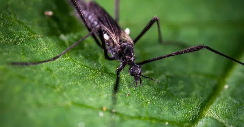 Detailed macro shot of a mosquito resting on a vibrant green leaf, showcasing its intricate features.