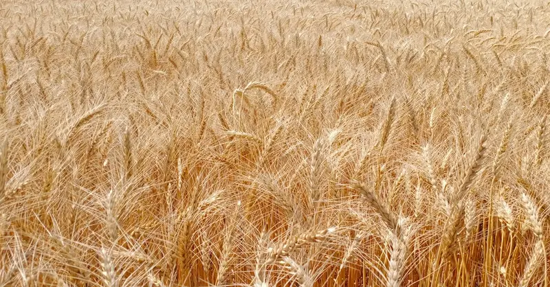 Lush golden wheat field in rural Multan, Punjab, showcasing natural agricultural beauty.
