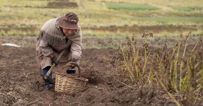 A woman harvests potatoes in Bolivian fields wearing traditional attire.