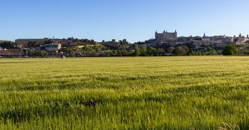 Stunning view of the Alcázar of Toledo surrounded by lush wheat fields under a clear blue sky.