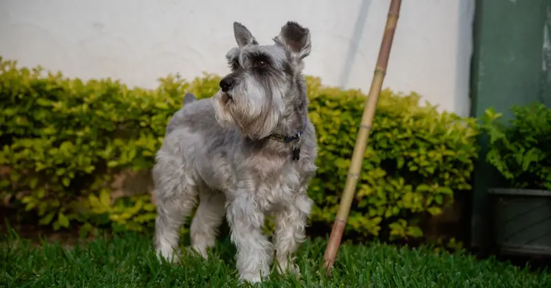 Charming Schnauzer dog enjoying an outdoor garden in Guatemala. Ideal for pet lovers and garden enthusiasts.