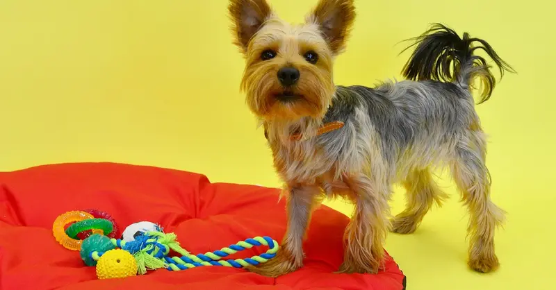Cute Yorkshire Terrier on a red pillow with colorful toys on a vibrant yellow background.