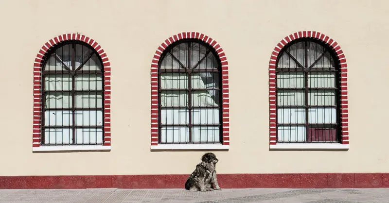 A solitary dog sits by vibrant arched windows on a sunny day in Uyuni, Bolivia.