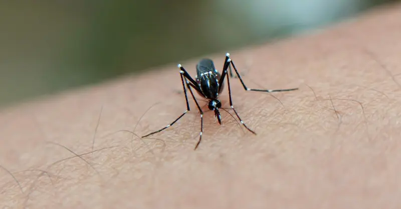 A detailed close-up of a mosquito on human skin, highlighting the insect's features in West Java, Indonesia.