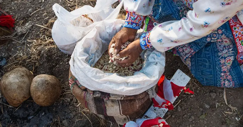 Peruvian farmer sorting corn kernels during harvest in Cayma, Arequipa.