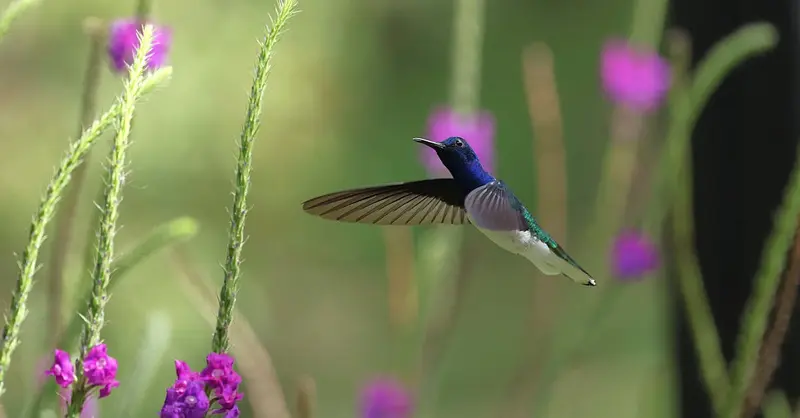 A stunning hummingbird hovers near vibrant purple flowers, captivating nature lovers.