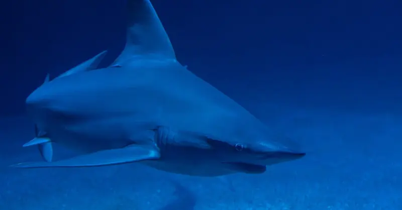 Stunning underwater shot of a hammerhead shark swimming gracefully in deep blue ocean
