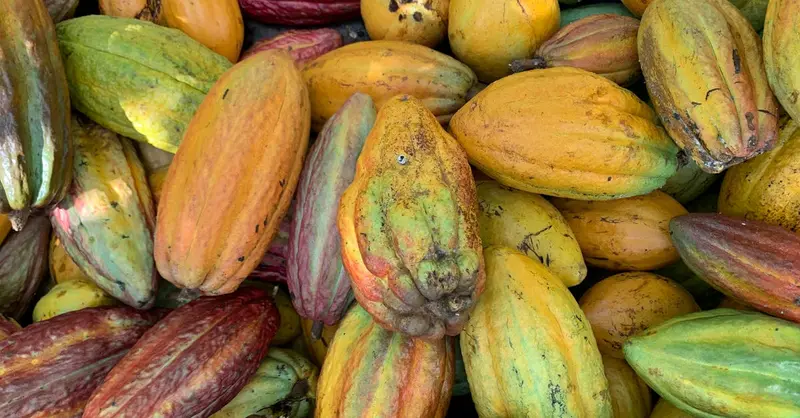 Colorful cacao pods in various stages of ripeness displayed outdoors.