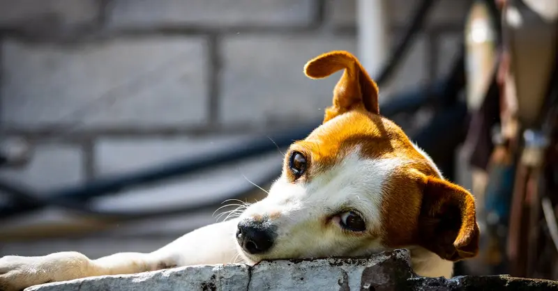 A cute chihuahua relaxing on a brick wall in a sunny outdoor setting, displaying a calm demeanor.