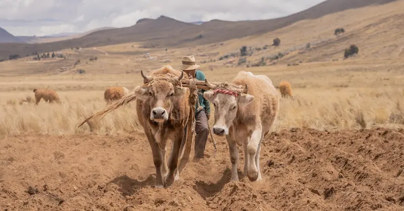 Farmer plowing highland field with oxen in La Paz, Bolivia, showcasing traditional agriculture.