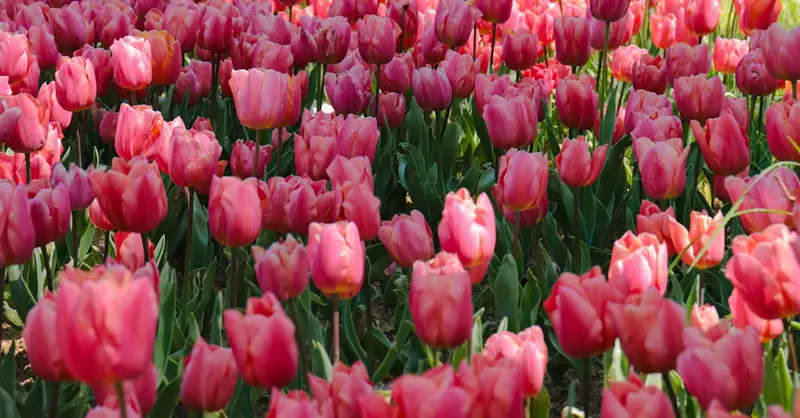 A stunning field of vibrant pink tulips in full spring bloom, capturing the beauty of nature.