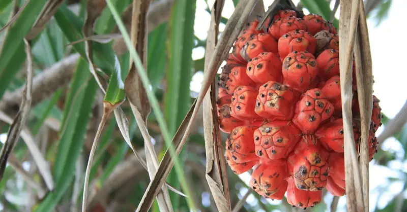 Vibrant red pandanus fruit hanging on a tree with lush green leaves, close-up view.
