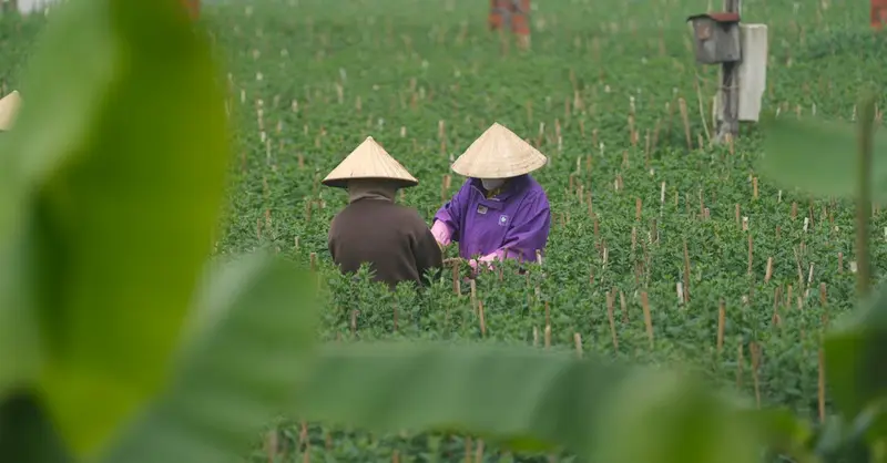 Two farmers wearing conical hats tending to crops in a green field. Captured on a calm day.