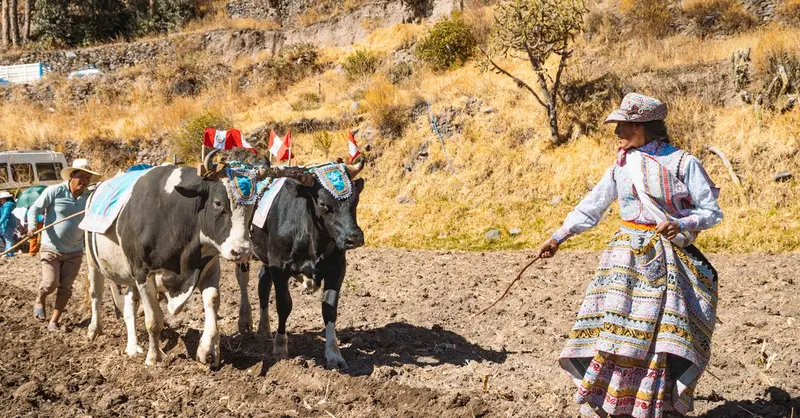 Andean farmers plowing fields with oxen in Cayma, showcasing Peru's traditional culture.