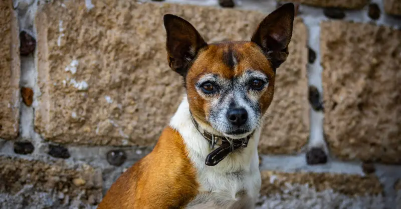 Charming chihuahua sitting against a rustic stone wall, showcasing its expressive features and alert demeanor.