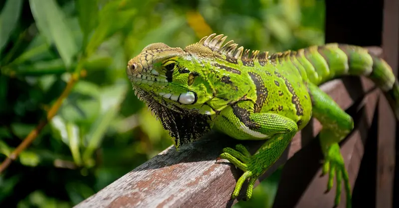 A green iguana basking in the sun on a wooden railing in Mata de São João, Brazil.