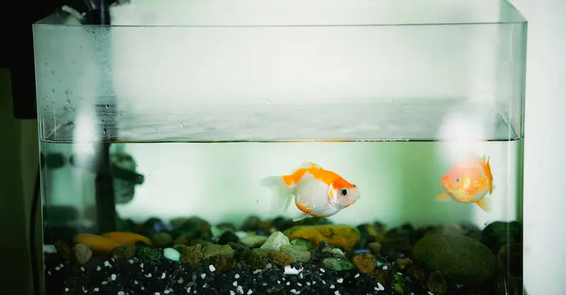Two goldfish swimming peacefully in a home aquarium with colorful rocks.