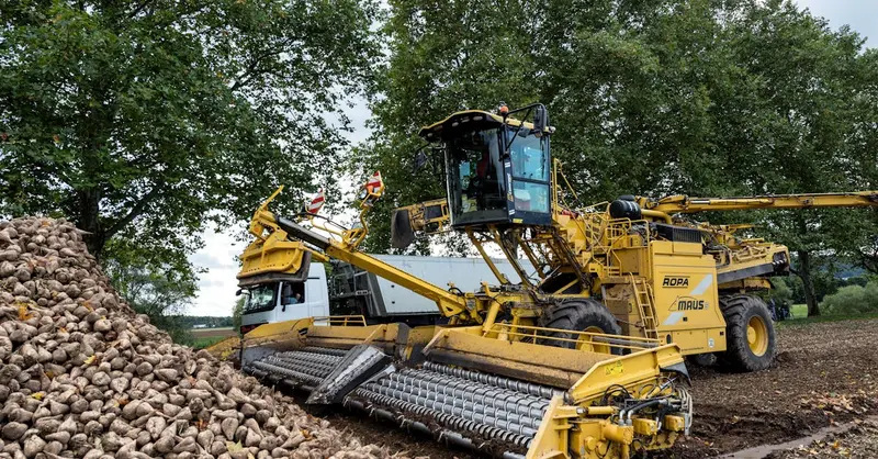 Yellow Ropa harvester collects sugar beets on farm in Hamburg, Germany.