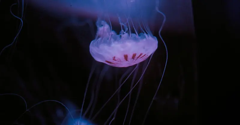 Ethereal jellyfish gracefully swimming in a dimly lit aquarium, showcasing its delicate tentacles under the blue light.