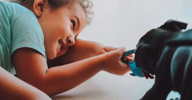 A young girl joyfully plays tug-of-war with a black puppy inside a home.